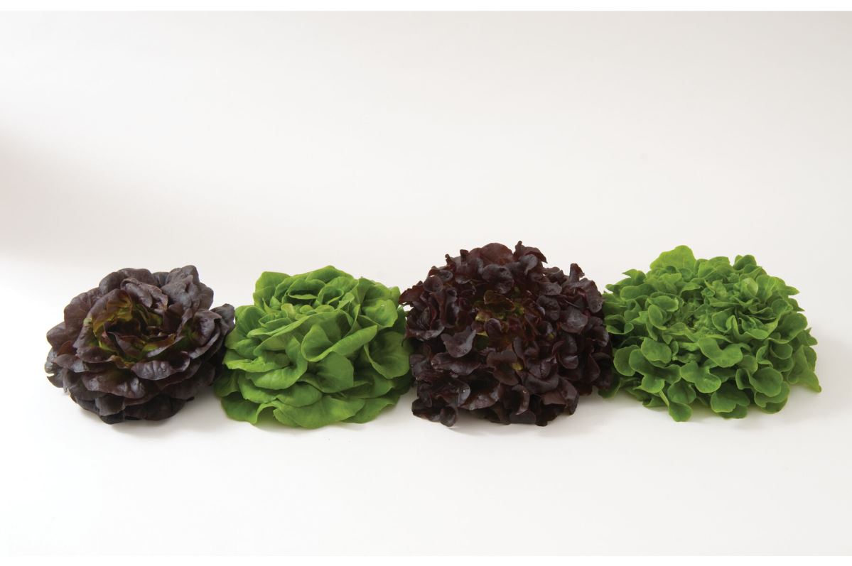 Salanova Premier Collection – Lettuce Seed